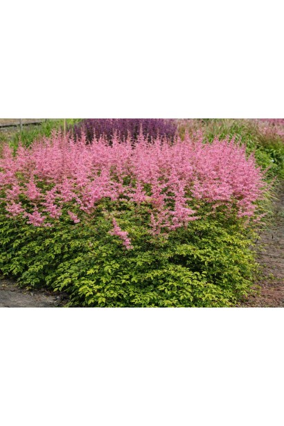 Астильба арендса Каттлея в ландшафті